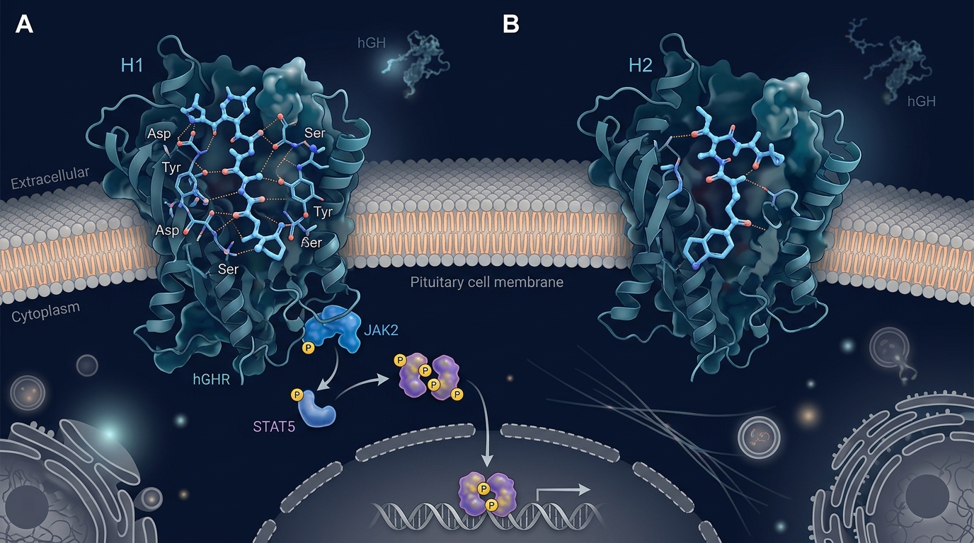 GHRP-2 vs GHRP-6: Receptor Selectivity, GH Pulse Amplification & Key Differences in Growth Hormone Research